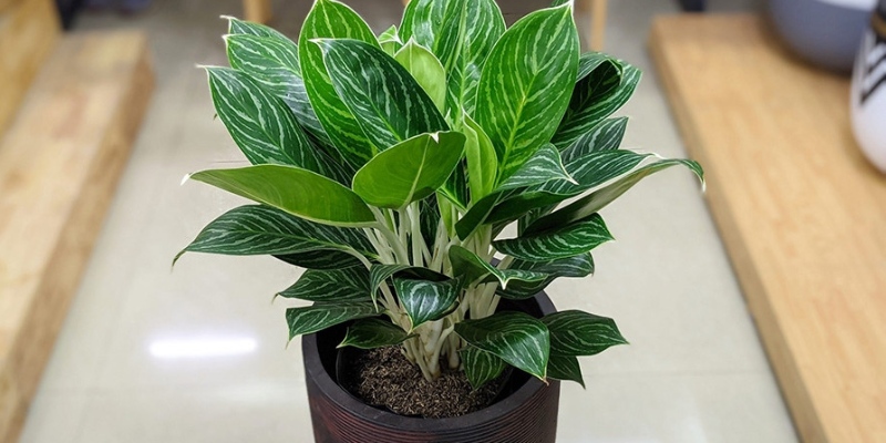 Cây bạch mã hoàng tử